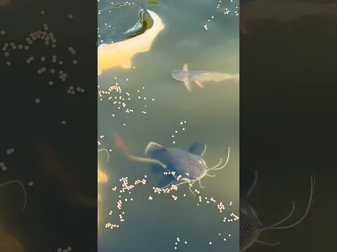 There’s a Monster Attacking My Fish…