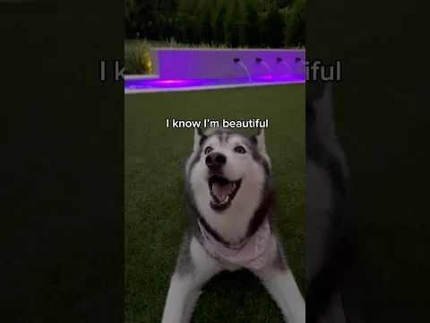 Telling my husky she is cute & she loves it 🥰
