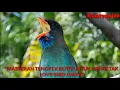 Download Lagu #lovebird #masteranlovebird Suara Tengkek Buto Gacor Suara Rapat Durasi Panjang Satu Jam Full
