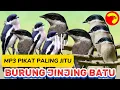 Download Lagu SUARA PIKAT BURUNG JINGJING BATU PALING JITU