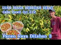 Download Lagu PANEN RAYA CABE RAWIT ORI 212 : HASIL MAKSIMAL