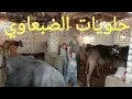 Lagu بقر وجاموس وعجول علف ولحم بأجمل الاسعار عند الضبعاوي يومكم كلو رزق ١١/ ٢/ ٢٠٢٦م