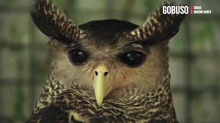 Download OWL Sounds At Night - Suara Burung Hantu Liar Di Hutan Belantara Nusantara MP3