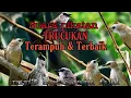 Download Lagu suara pikatan trucukan ter ampuh MP3 terbaik full 1 jam