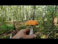 Download Lagu ТИХЕ ПОЛЮВАННЯ 21.08.2025Р. РІВНЕНСЬКА ОБЛ. ЗАРІЧНЕНСЬКИЙ Р-Н...ПІДОСИЧНИКИ...