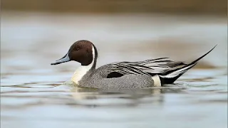 جديد صوت الحذاف ابو بسيله بربش دجاج ماي 