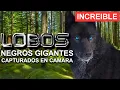 Download Lagu Lobos GIGANTES Captados en CAMARA , 5 Lobos Negros que debes de conocer , Lider Alfa