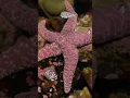 Download Lagu We took a trip to the NEAQ to talk sea stars with an expert! #biology #seastars #newenglandaquarium