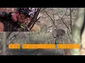 Tennessee Public Land November Bowhunt