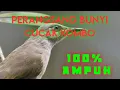 Download Lagu masteran ampuh perangsang suara cucak kombo suasana hutan @andutkreatif