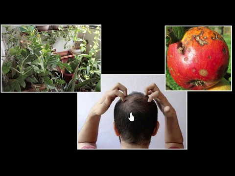 Autotrophs heterotrophs nutrition modes Life processes Biology Khan Academy - Biology video for Grade 9