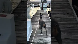 #dream #fyp #doberman #pets #