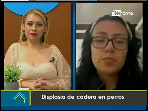 Displasia de cadera en perros