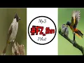 Download Lagu Mp3 Pikat Tilang dan Mantenan ribut #Catch #Bird #Pycnonotus_Aurigaster #Pericrocotus_Flammeus