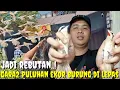 Lagu PRAMUKA HEBOHH ! PULUHAN EKOR BURUNG BARU DI BELI LANGSUNG DI RELEASE