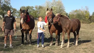 Caii lui Ionel de la Gerausa, Satu Mare - 2026 Nou!!!
