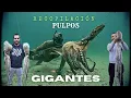 Download Lagu 💥TOP 15 PULPOS GIGANTES🔱LOS PULPOS MÁS GRANDES Y ÉPICOS QUE HE CAPTURADO✔PESCA SUBMARINA GALICIA