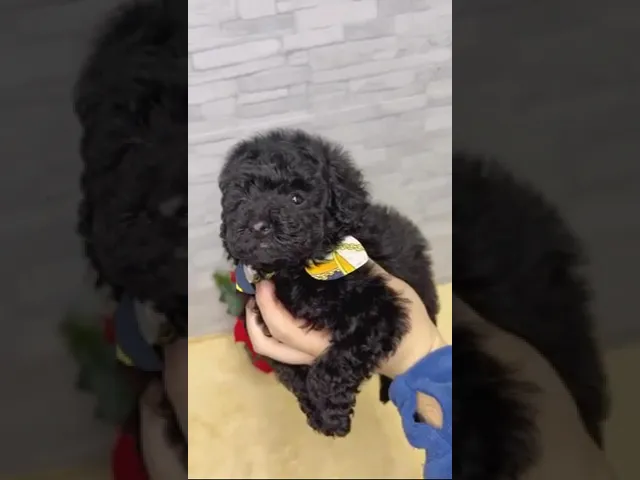 動画