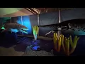 Ancient Oceans at Jurassic Quest in Houston Texas