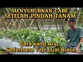 Lagu CARA SEDERHANA MENYUBURKAN CABE FASE VEGETATIF