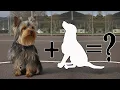 Top 11 Crazily Cute Yorkshire terrier Mixes