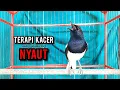 Download Lagu kacer gacor NGEPLONG tarung ini paling ampuh buat PANCINGAN KACER agar EMOSI NYAUT