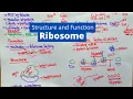 Ribosome Structure and Function What is a Ribosomes