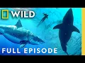 Super-Sized Sharks Full Episode SPECIAL Nat Geo Animals