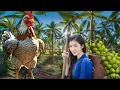 HOW TO SAVE ON CHICKEN FEED COSTS COCONUT PULP WASTE FOR CHICKENS