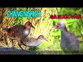 Download Lagu Tiếng Chằng Nghịch. Âm Thanh Tiếng Chim Chằng Nghịch | Gà Nước Vằn