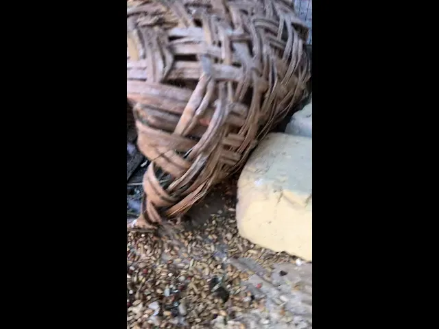 ⁣الطير في داخل البيت بركة