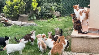 Cats Asking for Their Share Whenever They Smell Food!