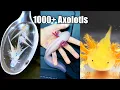 Download Lagu He has Thousands of Axolotls