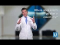 What happens to sperm after a vasectomy - Jesse Mills MD UCLA Urology
