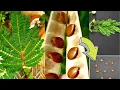 Download Lagu How to save (Fabaceae) Leucaena leucocephala Seeds | Siris Tree, Woman's Tongue, East Indian Walnut