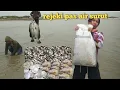 Download Lagu Mencari ikan dan kerang di pantai saat air laut surut dapat satu karung