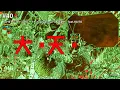 halyosy's Danrou Gumo takes #1 | Giga claims 2 in Top 10 | KAITO Trending Now Top 40