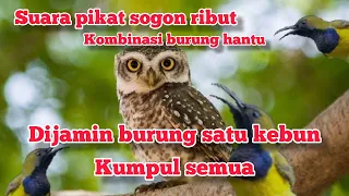 Download Suara pikat sogon ribut kombinasi burung hantu/celepuk MP3