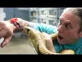 SURPRISE BIG SNAKE BITE CHEWED ME BAD OUCH BRIAN BARCZYK