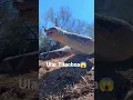 Download Lagu Titanoboa, zoo florida #snake #titanoboa