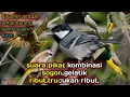 Download Lagu suara pikat kombinasi//trucukan ribut,gelatik batu ribut,sogon