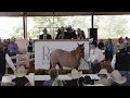 6666 Ranch Start Of Quarter Horse Auction - 2018 Return To The Remuda