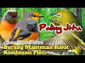 Download Lagu PALING JITU.‼️ SUARA PIKAT BURUNG MANTENAN RIBUT KOMBINASI PLECI..