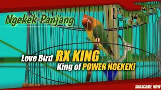 gacor lovebird ngekek panjang manggil lawan fighter burung bernyanyi