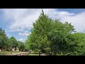 Walgreens confusing entrance and a random park in Arlington Texas