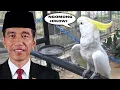 Download Lagu HEWAN TERPINTAR DI DUNIA NIRU NAMANYA PAK JOKOWI