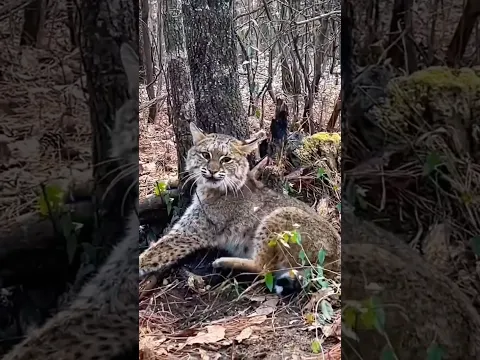 El Lince Se quedó en Casa de su Salvadora