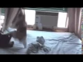 Don t fuck with cats