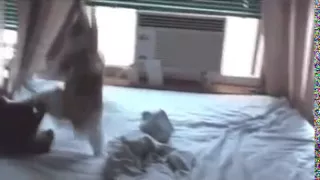 Don t fuck with cats