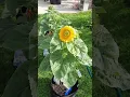 Download Lagu Tuinupdate: Verwoesting door roestvlekken!